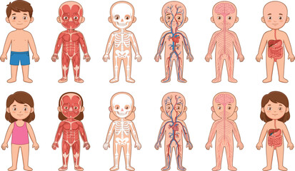 Boy and Girl Human Body Anatomy Set with Muscular, Skeletal, Nervous, and Digestive Systems for Kids Education Designs