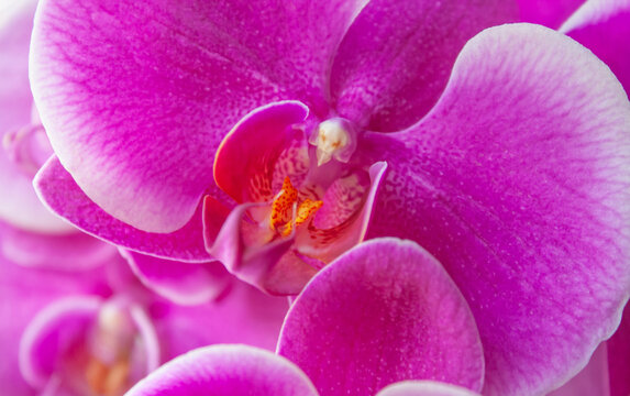 Close-up macro shot of pink Phalaenopsis orchid flower with focus on texture