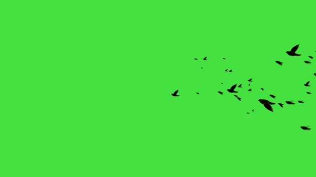 black bird flying animation loop on green screen. Flying birds' silhouette on green screen, animated flock of birds for nature and outdoor scenic video transitions. Black Birds flying left to right