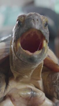 close up of a turtle