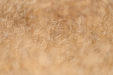 Obraz premium A golden dry rapeseed field in the sunlight, with a shallow depth of view.