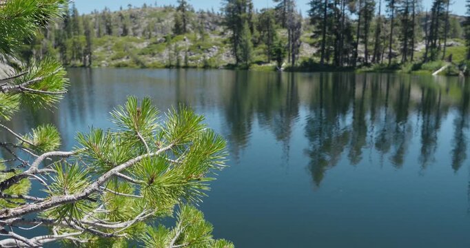 Pine tree branch overlooking calm waters of Loch Leven Lake