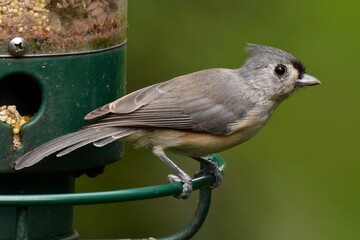 tufted titmouse bird on feeder © Kitz Pix