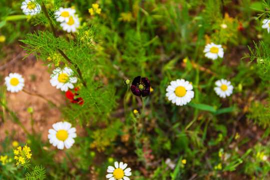 This plant, which grows wild in nature, belongs to the buttercup family (Ranunculaceae). Known as *Adonis aestivalis*, the flower is related to daisies, corn poppies, and opium poppies.