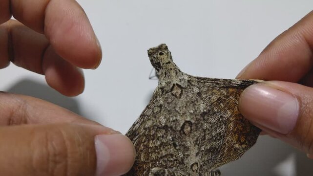 Close-up of a flying lizard (Draco sp.) resting on a white background. Camouflaged gliding reptile native to Southeast Asia, showcasing unique body patterns and natural adaptation.