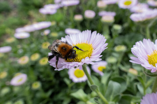 Bumblebee gathering nectar on a pink seaside daisy blooming in a garden