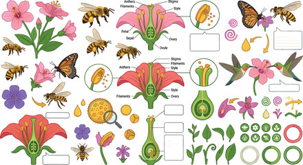 Flower pollination and fertilization vector infographic elements set featuring bees butterfly hummingbirds plant anatomy structures and science diagrams © MdAbdul