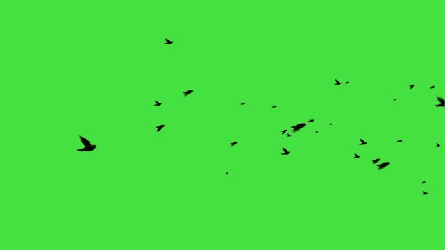black bird flying animation loop on green screen. Flying birds' silhouette on green screen, animated flock of birds for nature and outdoor scenic video transitions. Black Birds flying left to right