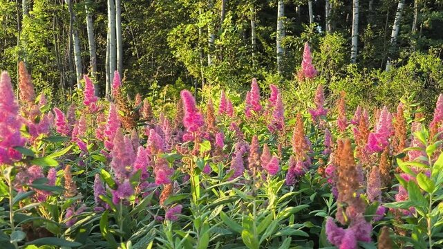 Pan right shot of blooming pink spirea bush with many flowers, slow motion 4K