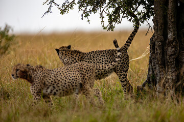 Two cheetahs scent marking beside a savanna tree © mktuteja