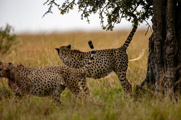 Two cheetahs scent marking beside a savanna tree © mktuteja