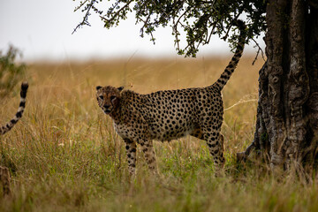 Two cheetahs scent marking beside a savanna tree © mktuteja