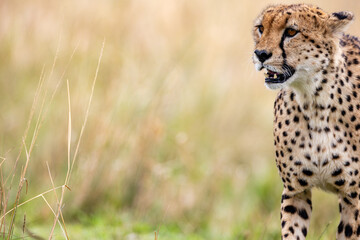 Blood stained cheetah after feeding in the Masai Mara © mktuteja