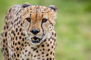 Blood stained cheetah after feeding in the Masai Mara © mktuteja