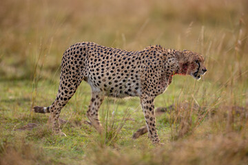 Blood stained cheetah walking across African grassland © mktuteja