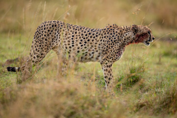 Blood stained cheetah walking across African grassland © mktuteja
