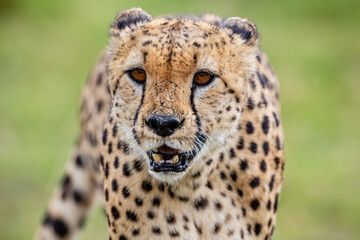 Blood stained cheetah walking across African grassland © mktuteja