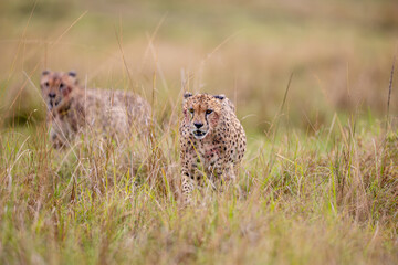 Close portrait of an alert wild cheetah © mktuteja