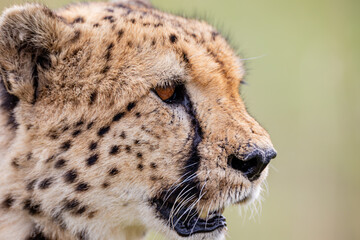 Close portrait of an alert wild cheetah © mktuteja