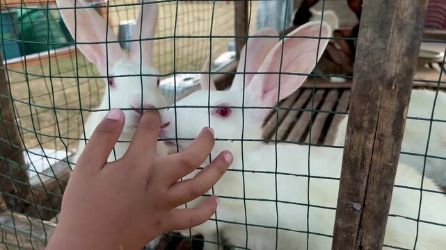 Child Hand Touching Cute White Albino Rabbits Inside Cage