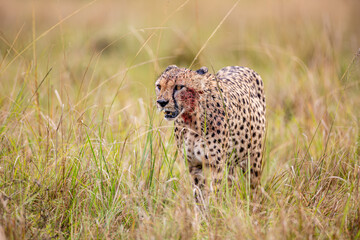 Detailed side portrait of a wild cheetah © mktuteja