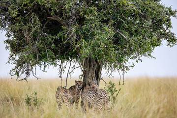 Detailed side portrait of a wild cheetah © mktuteja