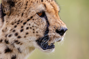 Detailed side portrait of a wild cheetah © mktuteja