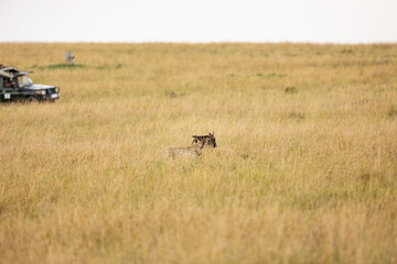 Cheetah subduing a wildebeest calf in tall grass © mktuteja