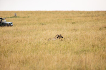 Cheetah subduing a wildebeest calf in tall grass © mktuteja