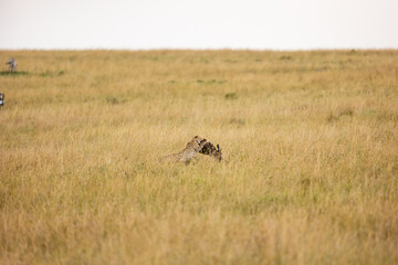 Cheetah subduing a wildebeest calf in tall grass © mktuteja