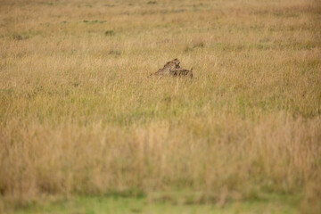 Cheetah subduing a wildebeest calf in tall grass © mktuteja