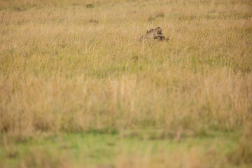 Cheetah subduing a wildebeest calf in tall grass © mktuteja