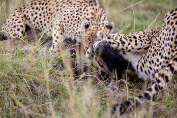 Two cheetahs feeding on a wildebeest calf © mktuteja