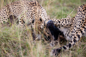 Two cheetahs feeding on a wildebeest calf © mktuteja