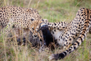 Two cheetahs feeding on a wildebeest calf © mktuteja