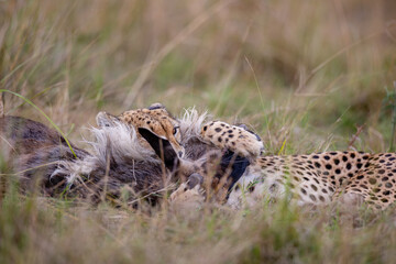 Close view of cheetahs feeding on wildebeest prey © mktuteja