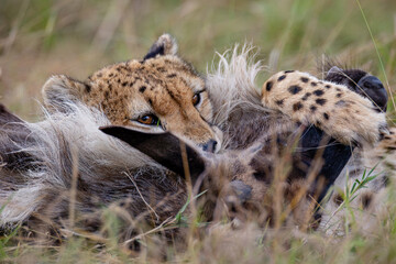 Close view of cheetahs feeding on wildebeest prey © mktuteja