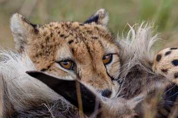 Cheetah gripping wildebeest prey during feeding © mktuteja
