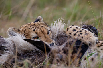 Close view of cheetahs feeding on wildebeest prey © mktuteja