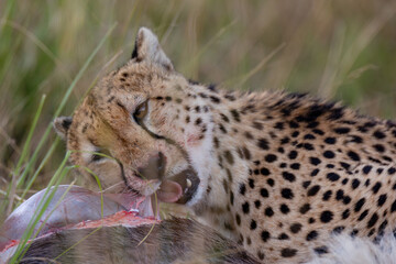 Cheetah gripping wildebeest prey during feeding © mktuteja