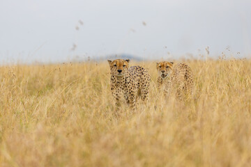 Two cheetahs walking through golden savanna grass © mktuteja
