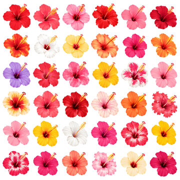 Malaysia Hibiscus Flower Collection