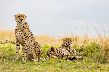 Two cheetahs resting together on the African savanna © mktuteja