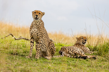 Two cheetahs resting together on the African savanna © mktuteja