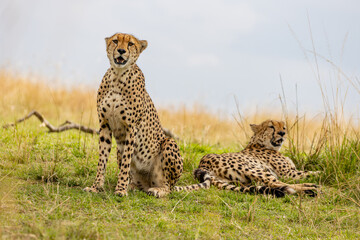 Two cheetahs resting together on the African savanna © mktuteja