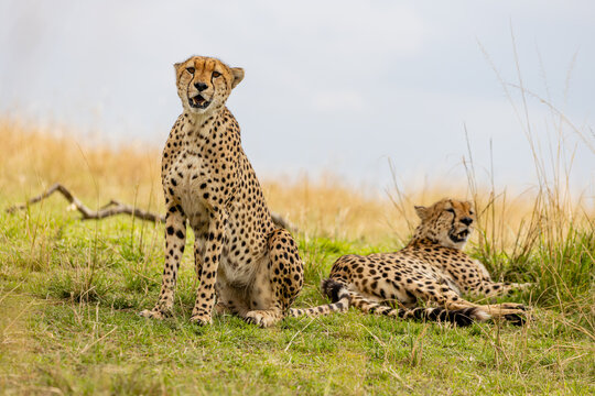 Two cheetahs resting together on the African savanna