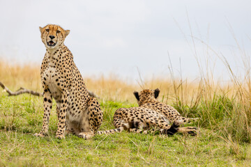 Two cheetahs resting together on the African savanna © mktuteja