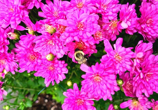 Bumblebee sat on vibrant pink flowers