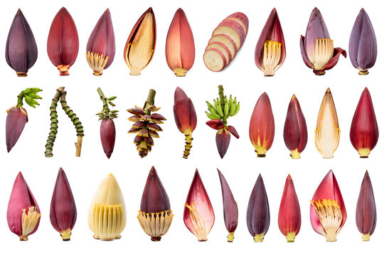 Authentic Malaysian Banana Blossom Collection