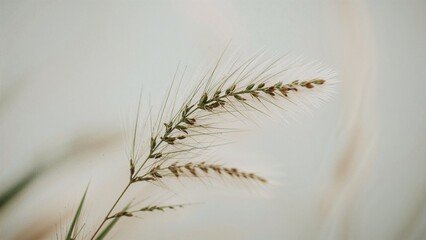 Obraz premium Close-up of a wheat plant with delicate kernels and spikes against a soft, neutral background.